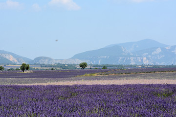 Fields of blooming  lavenders and clary sage in Valensole. Trees and mountains. Provence in France