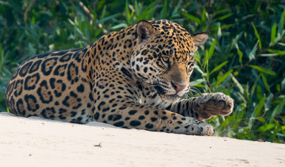 Jaguar roaming along a river