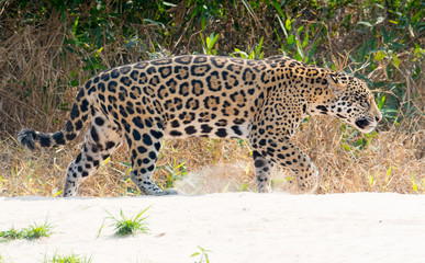 Fototapeta na wymiar Jaguar roaming along a river