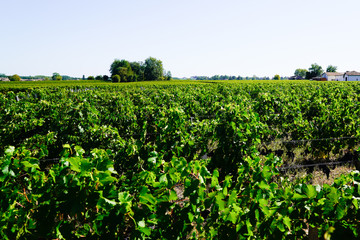 Fototapeta na wymiar Vineyard landscape before harvest of Saint Emilion Bordeaux France