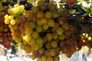 Bunch of red and green grapes