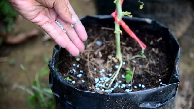 Farmer add the Chemical fertilizer to tree 