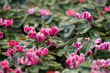 Pink Cyclamen Plants at the Flower Nursery