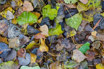 Autumn season. Background of fallen poplar leaves of different colors