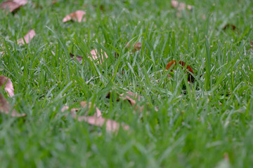 green grass