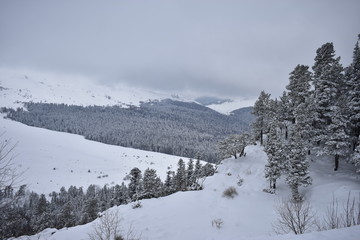 Fototapeta na wymiar Snowy Winter In The Mountains