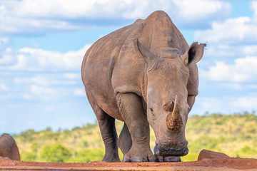 Fototapeta na wymiar Portrait of a white rhinoceros (Ceratotherium simum) drinking water, Welgevonden Game Reserve, South Africa.