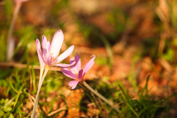 Autumn crocus purple flower background