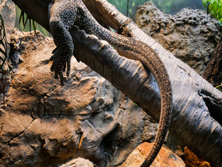 Reptile at the Zoo