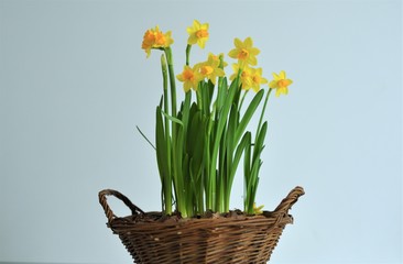 woven wooden basket with daffodils