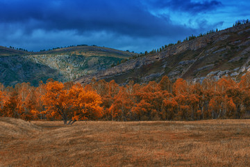 Amazing view of the autumn day with orange trees and grass in Altay mountain