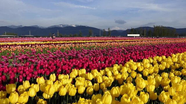 Tulip flowers. Panoramic view on field of mixed red, orange, yellow and pink blooming blossoms. Royalty free stock footage for your travel, holiday, business, news, art projects.