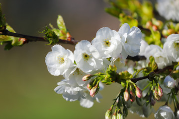 White cherry tree blossom on a sunny spring morning in Cardiff, South Wales, UK