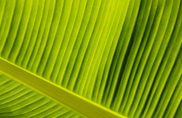 Abstract textured background of close up leaf of a Calla Lily (Podiceps cristatus)