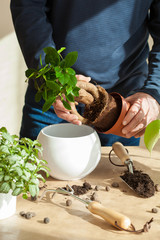 gardening, planting at home. man relocating ficus houseplant