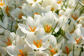 Floral background of crocus in full flower in spring.  Taken in Cardiff, South Wales, UK