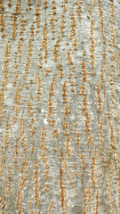 Obraz premium Bark of tree background of texture