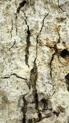 bark of a tree