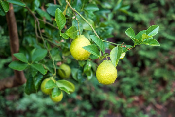 Fresh yellow lemons hanging on branch with green leaves. Green limes grow on tree in the garden daylight. Hybrid citrus fruit. Harvest