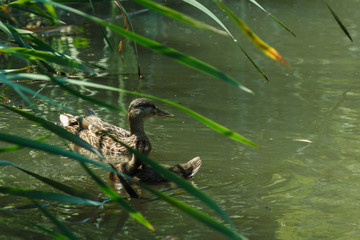 Young wild duck on the river