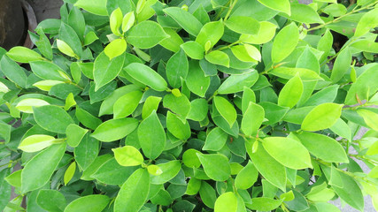 green leaves background