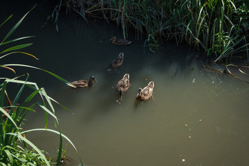 Young wild duck on the river