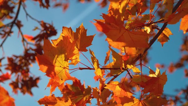 SLOW MOTION, CLOSE UP, DOF Warm autumn breeze blows through the colorful tree canopies in a picturesque park in Slovenia. Detailed shot of tree leaves changing their colors on a sunny day in October.