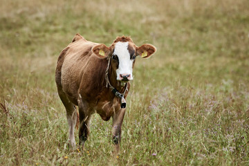Naklejka na ściany i meble Brown cow stands in rural grass field