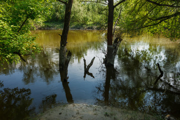 Obraz premium View of a river with a dry tree in the water. Overgrown shores