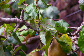 Dragonfly resting on a fruit tree branch