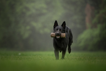 Black german shepherd dog doing retrieving work