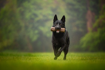 Black german shepherd dog doing retrieving work