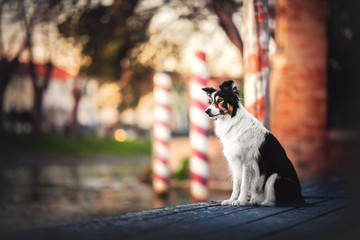 Border collie in old town setting