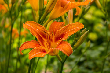 An orange daylily blooming in the garden