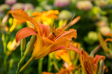 An orange daylily and a hoverfly