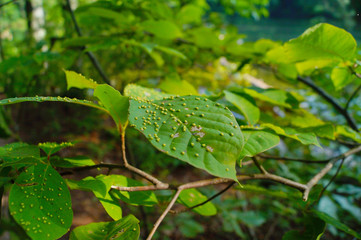 green frog on leaf