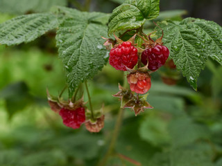 A cluster of heritage, heirloom, organic raspberries in a garden.