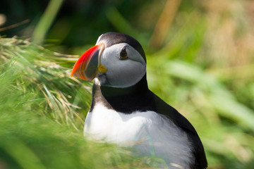 Puffins