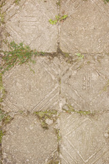 Naklejka premium Old sidewalk slabs and grass between them