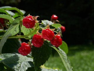 A cluster of heritage, heirloom, organic raspberries in a garden.