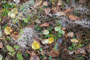 Background. Close-up. Land in the forest, strewn with autumn, yellow leaves, dry grass, branches.
