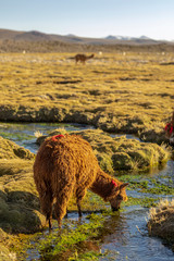 The original camel from the Andes, The Lama is an andean animal that lives in high altitudes like the Andes Altiplano meadows.Here we can see it grazing pasture at  Lauca National Park, Arica, Chile
