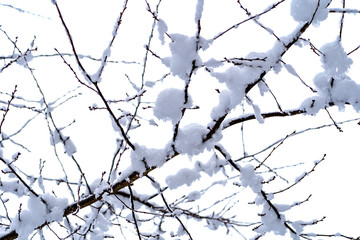 Fototapeta na wymiar tree branch during winter covered in snow