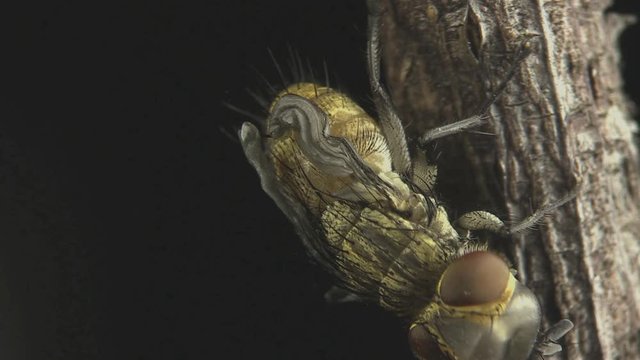 Parasitic fly inflate wings after emerging from cocoon 1313 13