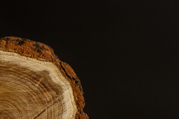 Texture of wood slice cross section. Dark background with blank space for text. 