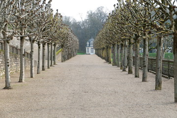 Fototapeta premium alley in the park