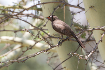 Cape Bulbul, Pycnonotus capensis, perched on branch of Acacia tree singing, Western Cape, South Africa