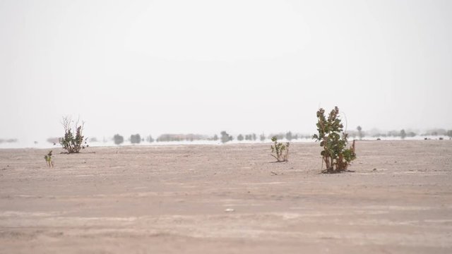 A mirage far away in the horizon with poisonous merzouga calotropisprocera calotropis desert plant bushes in the sahara desert in Morocco.