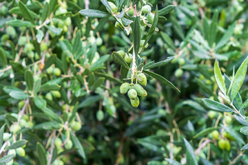 Detail of olive tree branch. Closeup of green olives fruits and leaves with selective focus and shallow depth of field, outdoors