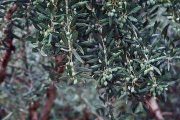 Detail of olive tree branch. Closeup of green olives fruits and leaves with selective focus and...